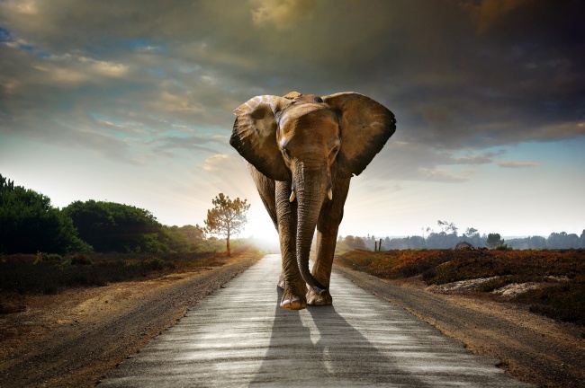 点击大图看下一张：非洲大象高清图片下载