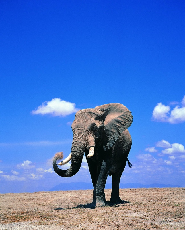 点击大图看下一张：野生非洲大象高清图片