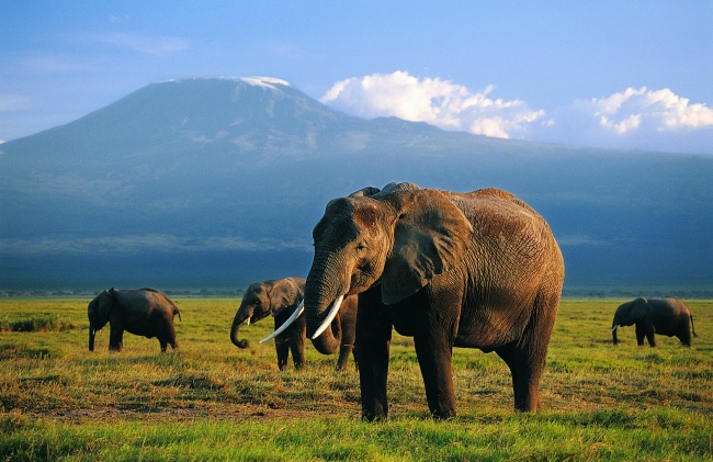 点击大图看下一张：野生濒危大象高清图片