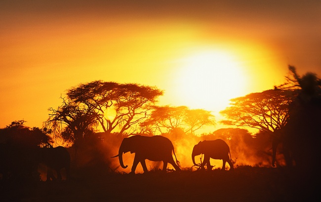 点击大图看下一张：非洲草原大象图片下载