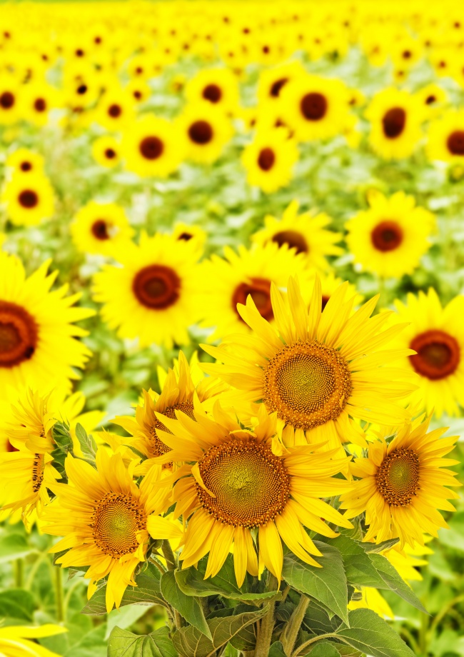 点击大图看下一张：金灿灿的向日葵高清图片