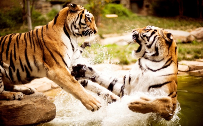 点击大图看下一张：水中嬉戏的老虎高清图片