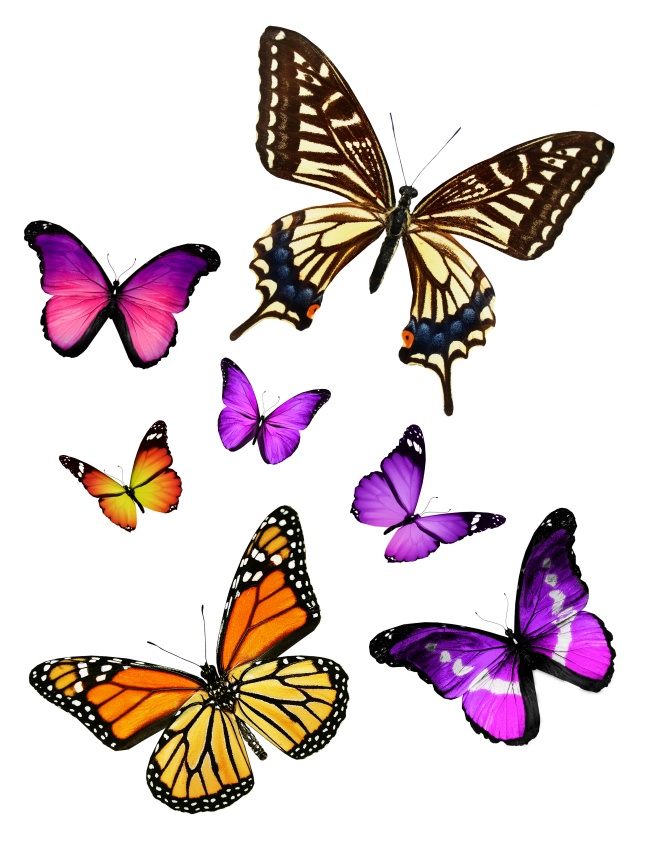 点击大图看下一张：唯美七彩蝴蝶图片大全