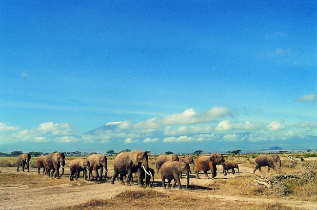 点击大图看下一张：迁徙的野生大象高清图片