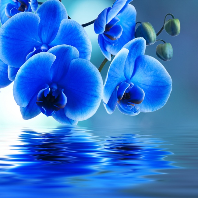 点击大图看下一张：唯美蓝色蝴蝶兰花高清图片