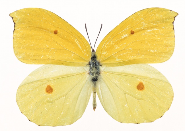 点击大图看下一张：淡雅黄色蝴蝶高清图片