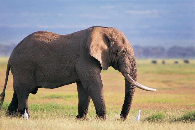 点击大图看下一张：非洲草地野生大象高清图片