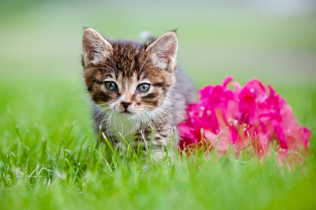 点击大图看下一张：草地上的可爱猫咪高清图片