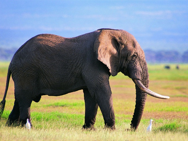点击大图看下一张：草地上的大象高清图片