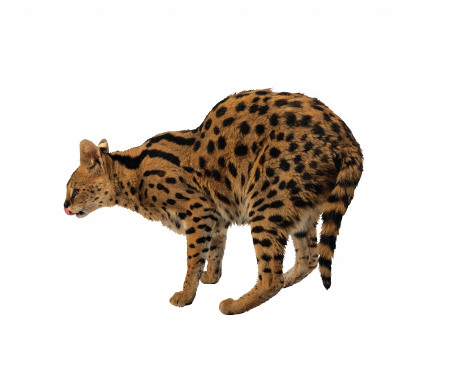 点击大图看下一张：孟加拉豹猫高清图片