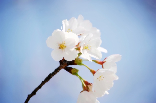 点击大图看下一张：白色樱花高清特写图片