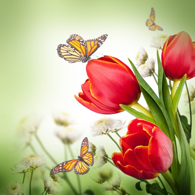 点击大图看下一张：唯美蝴蝶红郁金香图片素材