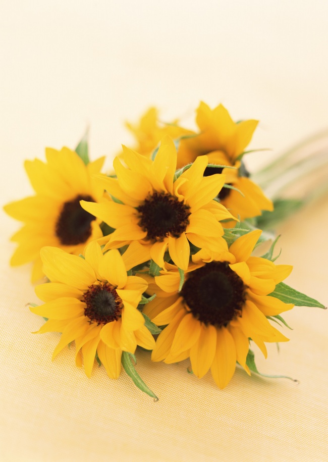 点击大图看下一张：黄色太阳花花束高清图片