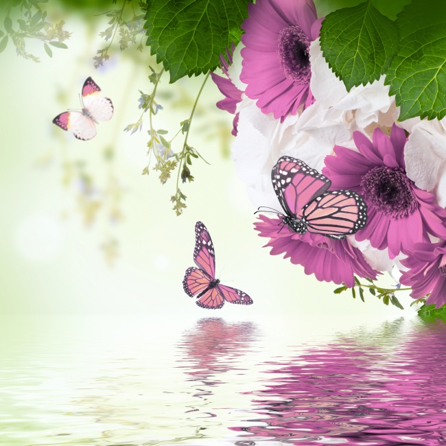 点击大图看下一张：唯美蝴蝶鲜花图片素材