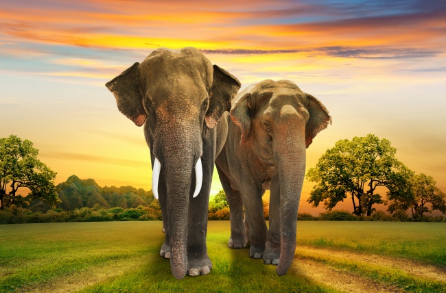 点击大图看下一张：散步的大象图片下载