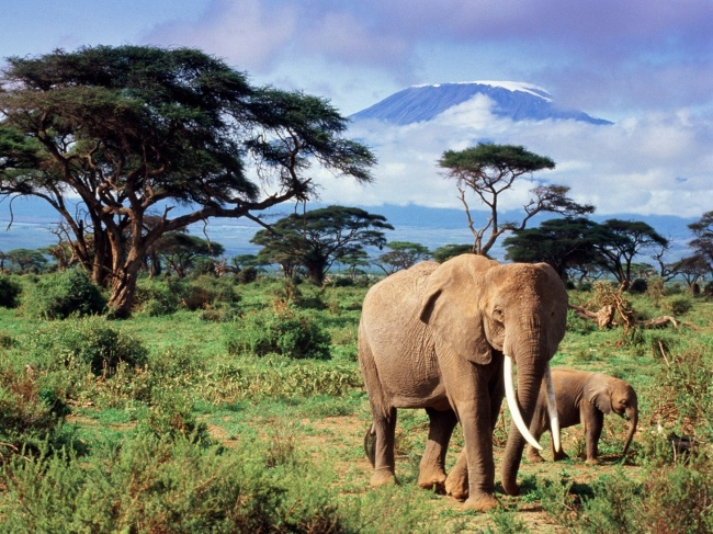 点击大图看下一张：原始森林野生大象高清图片