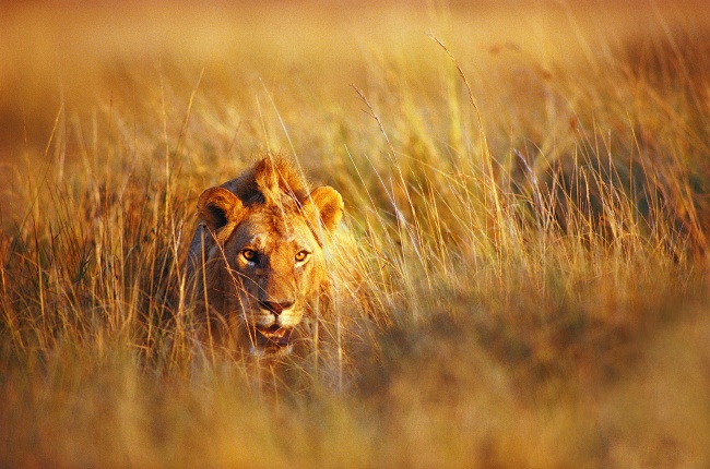 点击大图看下一张：乱草丛中的狮子高清图片