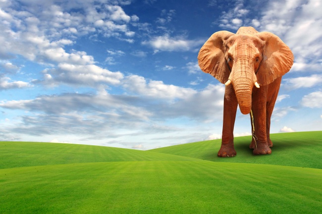 点击大图看下一张：蓝天白云草地大象高清图片