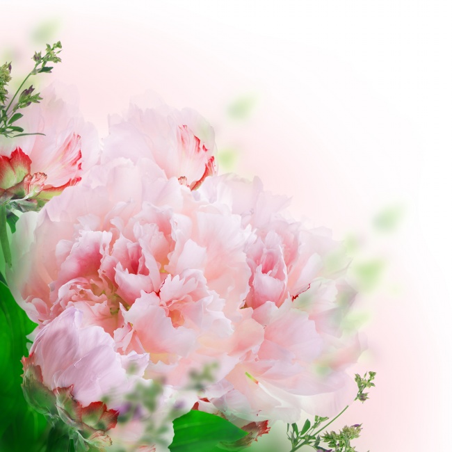 点击大图看下一张：淡雅粉色康乃馨图片素材
