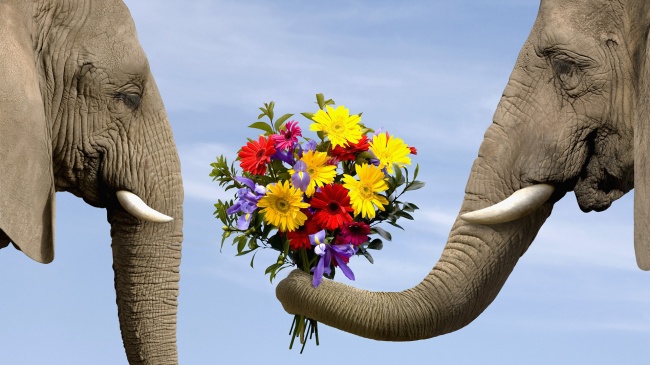 点击大图看下一张：可爱大象献花高清图片