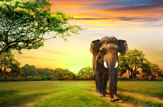 点击大图看下一张：唯美黄昏森林大象高清图片