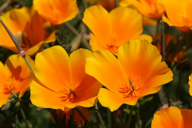 点击大图看下一张：加州黄色罂粟花高清图片