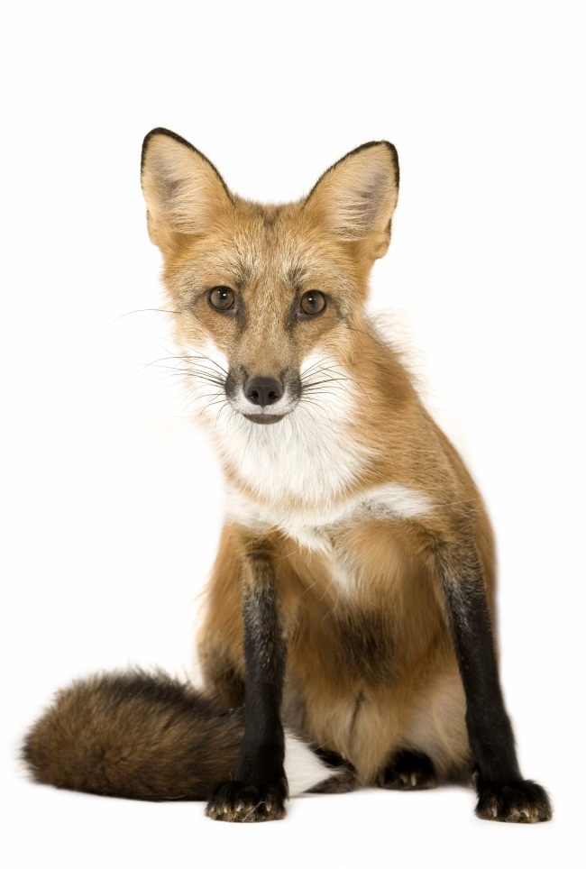 点击大图看下一张：野生动物红狐狸高清图片