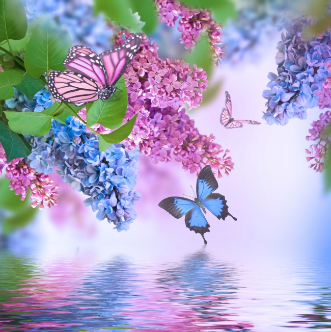 点击大图看下一张：唯美蝴蝶丁香花图片素材