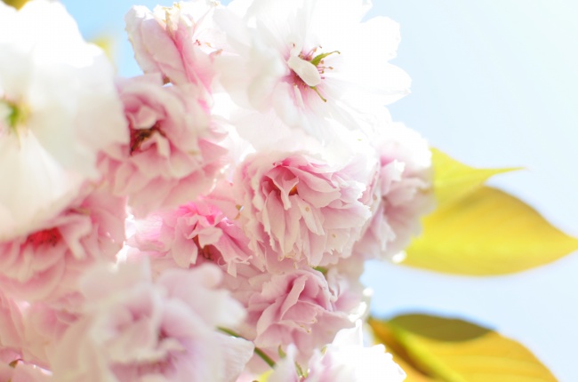 点击大图看下一张：唯美粉色樱花图片素材