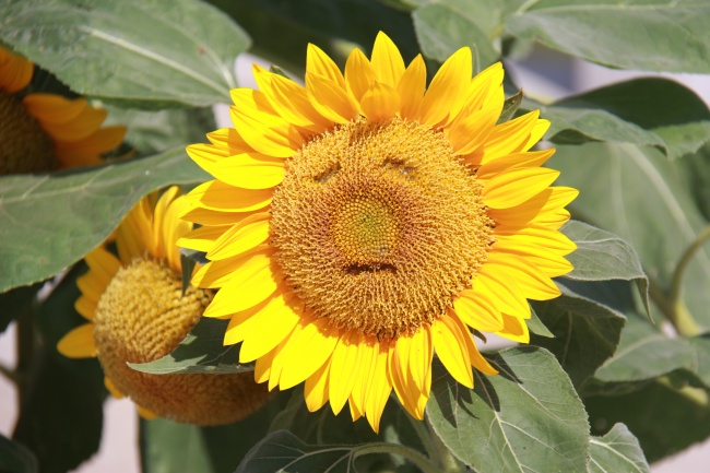 点击大图看下一张：露出笑脸的向日葵高清图片