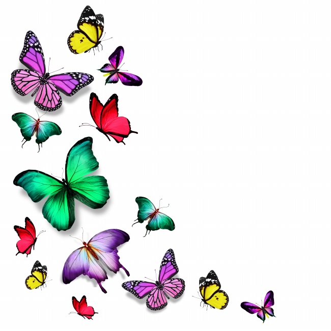 点击大图看下一张：翩翩起舞的蝴蝶图片素材