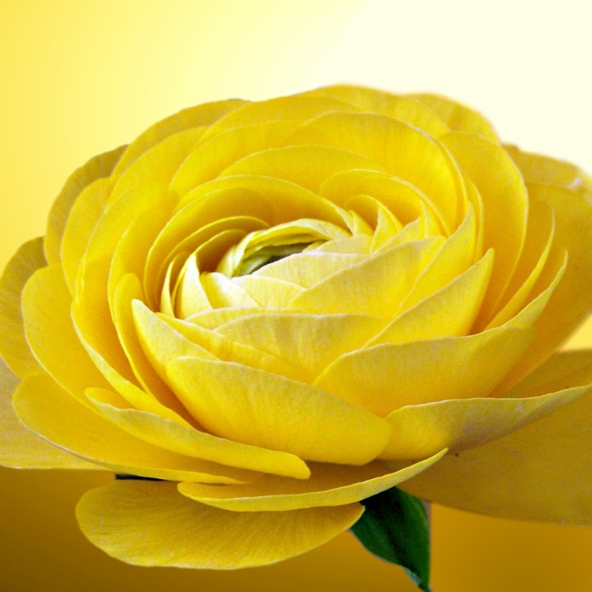点击大图看下一张：唯美黄色玫瑰花图片素材