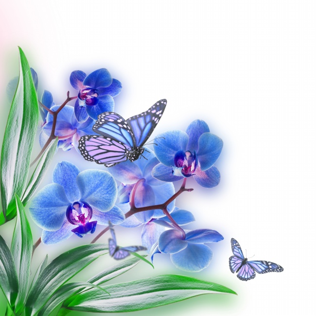 点击大图看下一张：蓝色蝴蝶蝴蝶兰图片素材