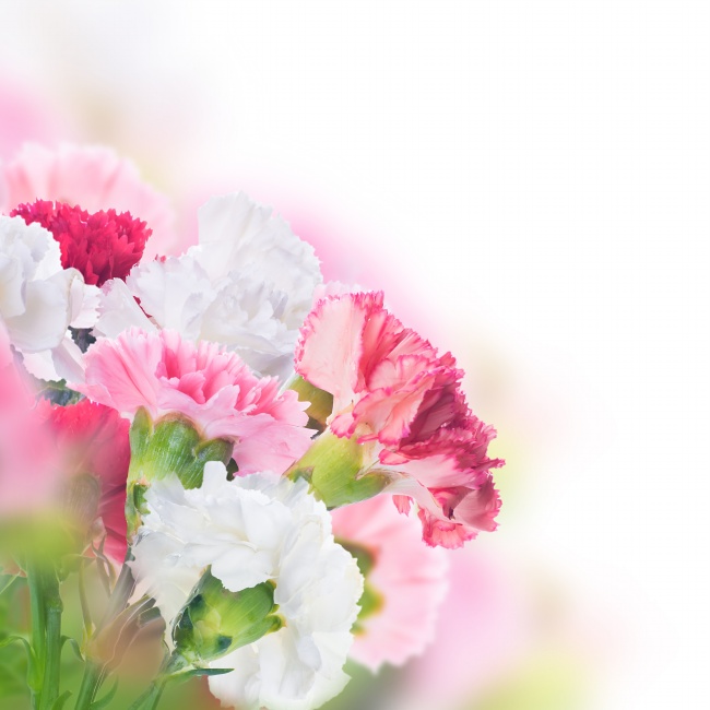 点击大图看下一张：淡雅康乃馨图片素材下载