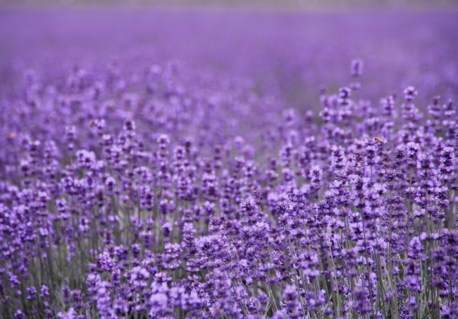 点击大图看下一张：法国紫色薰衣草高清图片