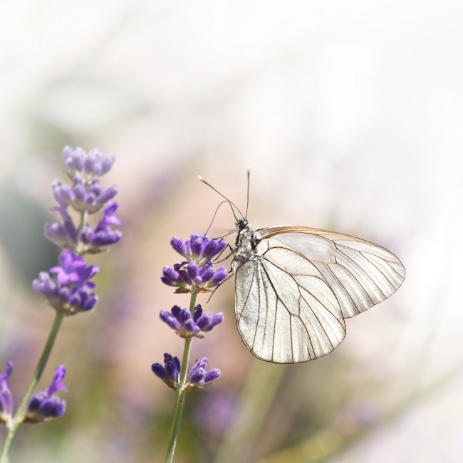 点击大图看下一张：薰衣草上的蝴蝶高清图片