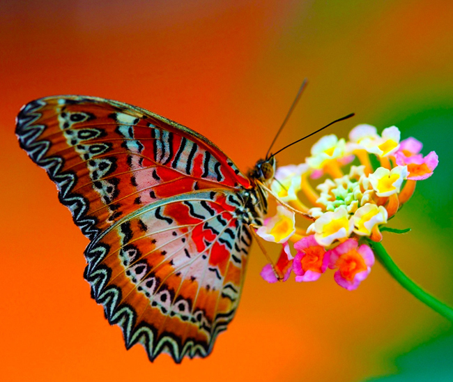 点击大图看下一张：花蝴蝶高清摄影图片