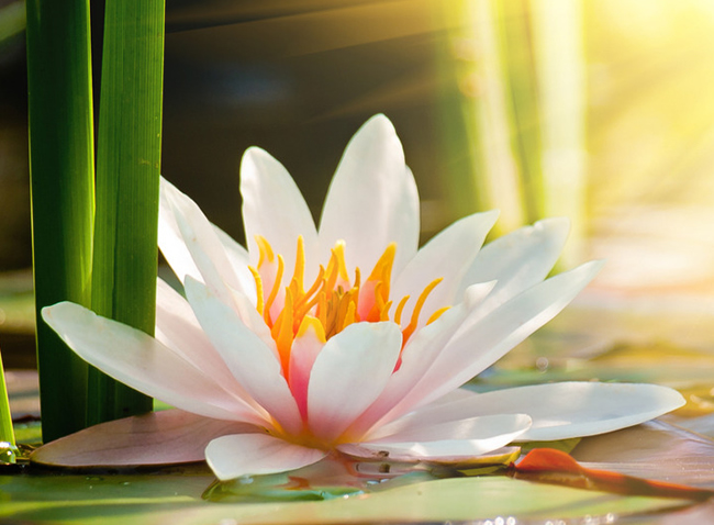 点击大图看下一张：阳光普照的莲花图片素材