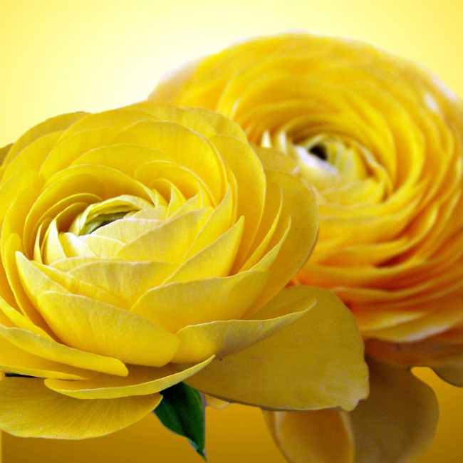 点击大图看下一张：黄色玫瑰花高清特写图片
