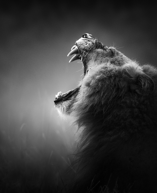 点击大图看下一张：狮子仰天长啸黑白高清图片
