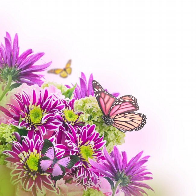 点击大图看下一张：蝴蝶鲜花图片素材下载