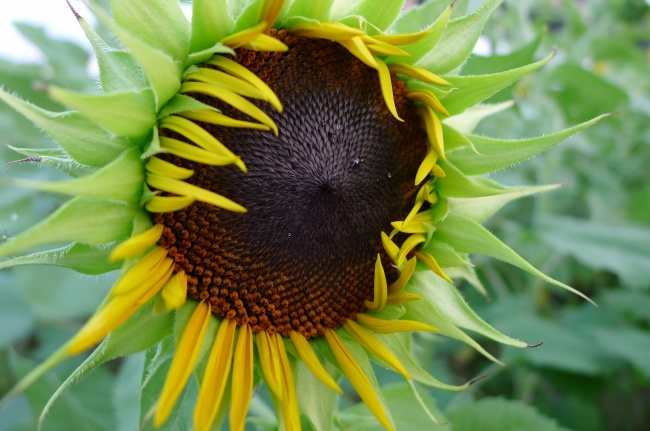 点击大图看下一张：含苞待放的向日葵高清图片