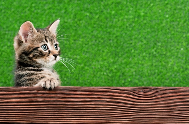 点击大图看下一张：可爱木板小猫咪图片