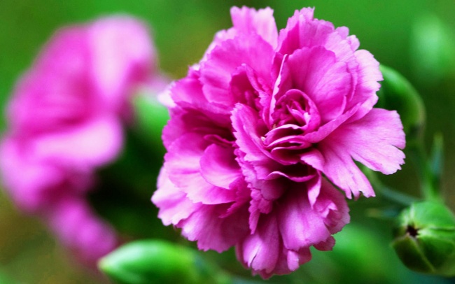 点击大图看下一张：康乃馨图片