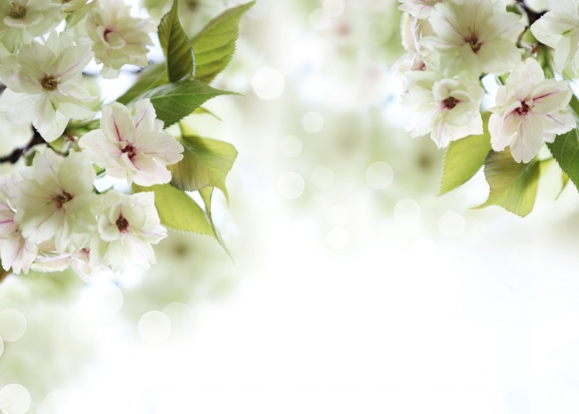 点击大图看下一张：唯美白色樱花图片