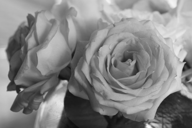 点击大图看下一张：黑白玫瑰花图片