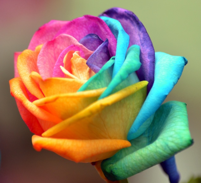 点击大图看下一张：彩虹玫瑰花图片