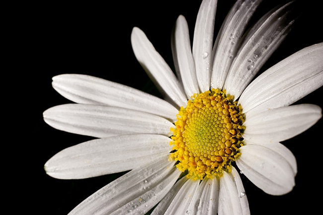 点击大图看下一张：白色雏菊花图片