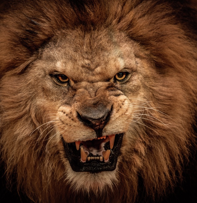 点击大图看下一张：凶猛野生狮子图片