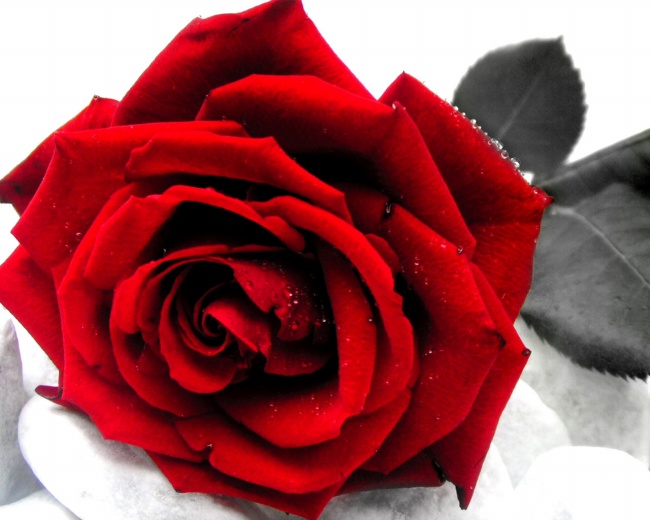 点击大图看下一张：红色艳丽玫瑰花图片